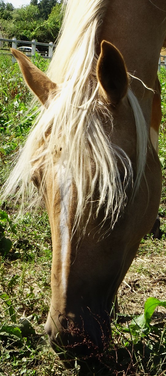 Shams, cheval du centre équestre du Centaure